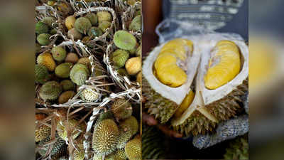 Musang King: मलेशिया में पेड़ पर लगा सोना, किसानों और सरकार के बीच छिड़ी जंग