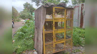 कमालच झाली! आखाड साजरा करण्यासाठी चक्क वीस कोंबड्या चोरल्या