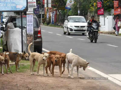 धक्कादायक घटना! ३०० भटक्या कुत्र्यांना विषारी इंजेक्शन देऊन मारले