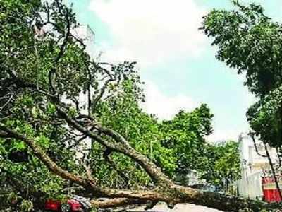 রাসেল স্ট্রিটে ৬২টি বড় গাছ কাটার ক্ষতিপূরণ ৪০ কোটি