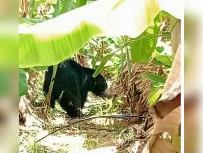 வனத்துறையினருக்கே தண்ணி காட்டும் கரடி... பீதியில் பொதுமக்கள்!