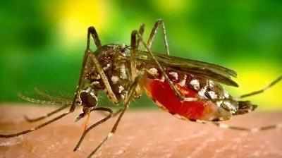 Dengue Cases in Delhi: डेंगू की ब्रीडिंग मिलने पर 45,000 लोगों को लीगल नोटिस