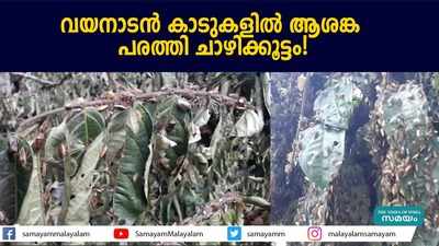 വയനാടന്‍ കാടുകളില്‍ ആശങ്ക പരത്തി ചാഴിക്കൂട്ടം!