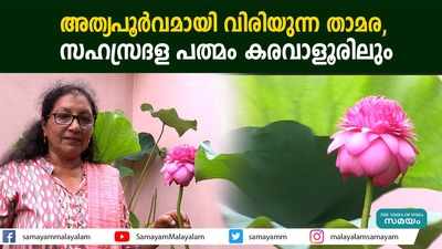 അത്യപൂര്‍വമായി വിരിയുന്ന താമര,  സഹസ്രദള പത്മം കരവാളൂരിലും