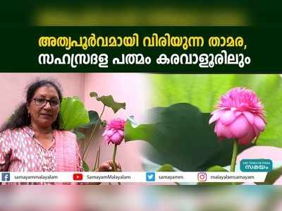 അത്യപൂര്‍വമായി വിരിയുന്ന താമര,  സഹസ്രദള പത്മം കരവാളൂരിലും