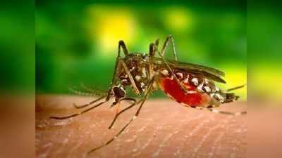 Malaria: 5 तरह का होता है मलेरिया बुखार, इस कंडीशन में जा सकती है मरीज की जान; जानें लक्षण