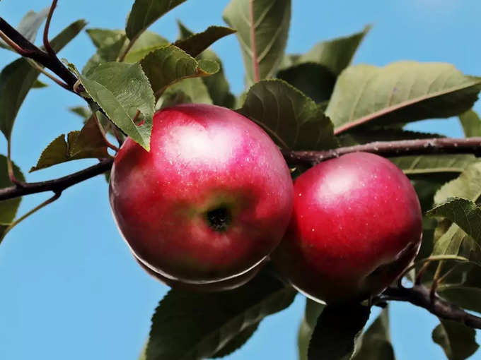 ​बच्‍चों के लिए सेब खाने के फायदे