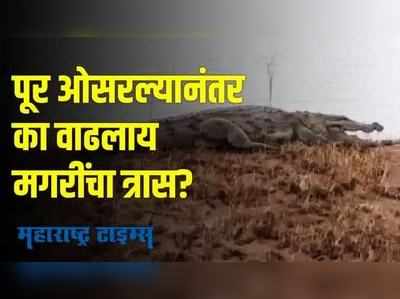 Satara Flood | साताऱ्यातील पूर ओसरला, आता वाढलीय मगरींची दहशत