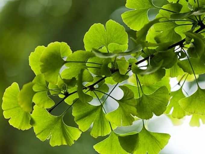 ​जिन्कगो बिलोबा (Ginkgo Biloba)