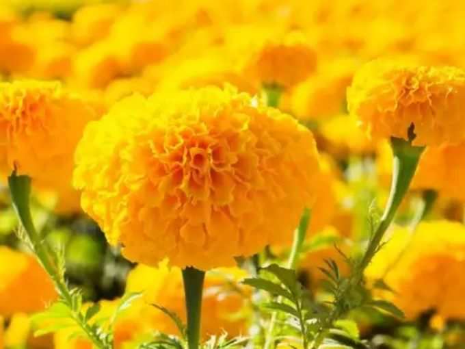 ​केलैन्डयुला (Calendula)