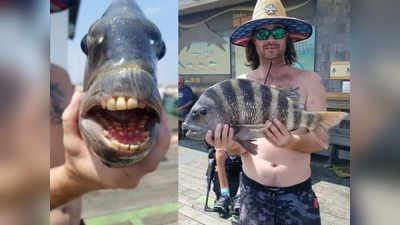 मछुआरे को मिली इंसानों जैसे दांत वाली मछली, लोग बोले- इसके दांत तो हम से बेहतर