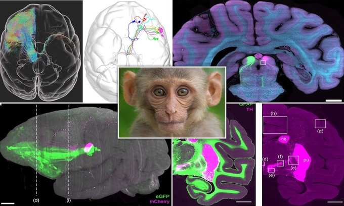 Monkey Brain HD 3D Image