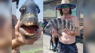 असा कसा हा मासा? दात अगदी माणसासारखे! ; जाणून घ्या माशाबद्दल