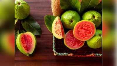 वैज्ञानिकों ने माना, अमरूद के पत्ते के फायदे हैं तमाम; पर कुछ लोगों को हो सकते हैं Guava खाने से नुकसान