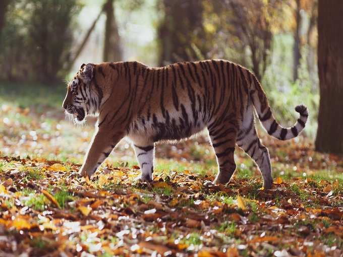 उत्तराखंड में जिम कॉर्बेट नेशनल पार्क - Jim Corbett National Park In Uttarakhand In Hindi