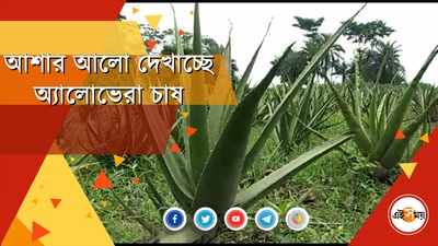 আশার আলো দেখাচ্ছে অ্যালোভেরা চাষ