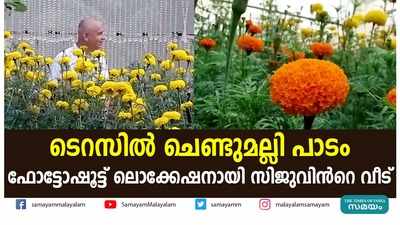 ടെറസിൽ ചെണ്ടുമല്ലി പാടം;ഫോട്ടോഷൂട്ട് ലൊക്കേഷനായി സിജുവിന്‍റെ വീട്