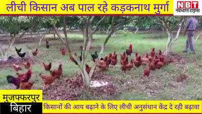 Muzaffarpur News : लीची किसान अब पाल रहे कड़कनाथ मुर्गा
