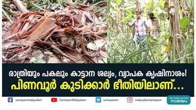 രാത്രിയും പകലും കാട്ടാന ശല്യം, വ്യാപക കൃഷിനാശം! പിണവൂർ കുടിക്കാര്‍ ഭീതിയിലാണ്...