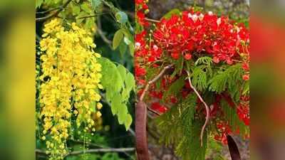 Gulmohar benefits: गुलमुहर के इन फायदों को जानेंगे आप तो जरूर लगाएंगे ये पेड़, गंजेपन को भी करता है दूर