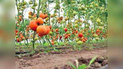 Tomato Farming Business Idea: इस खेती से साल भर में होगी 15 लाख रुपये तक की कमाई, जानिए इसके बारे में!