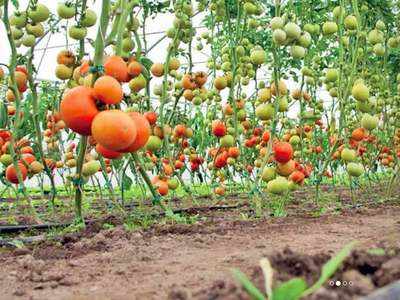 Tomato Farming Business Idea: इस खेती से साल भर में होगी 15 लाख रुपये तक की कमाई, जानिए इसके बारे में!