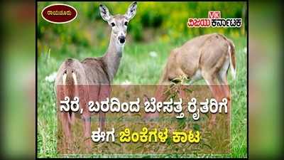 ಪ್ರವಾಹ, ಬರ; ಇದೀಗ ರಾಯಚೂರು ರೈತರಿಗೆ ಜಿಂಕೆಗಳ ಕಾಟ: ಬೆಳೆ ಬೆಳೆಯೋದೇ ಕಷ್ಟ ಎನ್ನುವುದು ಅನ್ನದಾತನ ಅಳಲು