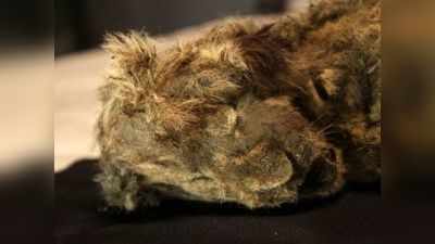 साइबेरिया की बर्फ में दबी मिली 28,000 साल पुरानी शेरनी, दांत और बाल अभी भी सुरक्षित