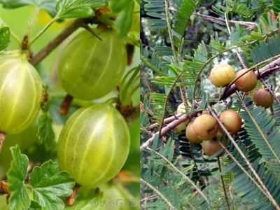 खतरनाक हो सकता है Ayurveda की इस पॉपुलर औषधि का अधिक सेवन, जानें इसके सीरियस साइड इफेक्ट्स