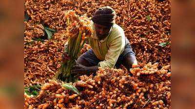 Turmeric Farming Business Idea: कम खर्च में ही चार गुना तक मुनाफा देती है ये खेती, कभी नहीं आती इसकी डिमांड में कमी!