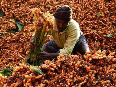 Turmeric Farming Business Idea: कम खर्च में ही चार गुना तक मुनाफा देती है ये खेती, कभी नहीं आती इसकी डिमांड में कमी!