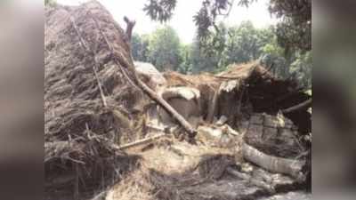 Wild elephant news: जंगल से आए हाथियों के झुंड ने गिराए 8 घर, गांववालों में छाया आतंक