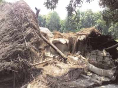 Wild elephant news: जंगल से आए हाथियों के झुंड ने गिराए 8 घर, गांववालों में छाया आतंक