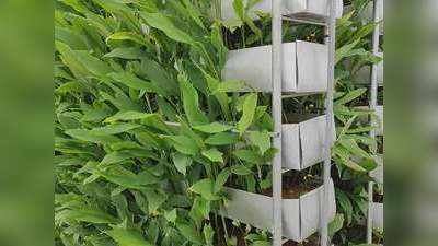 Vertical Farming Business Idea: इजराइल की इस तकनीक से सिर्फ एक एकड़ से पाएं 100 एकड़ जितनी फसल, 2.5 करोड़ की होगी आमदनी!