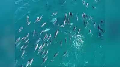 Watch Video: पानी में डॉल्फिन के झुंड को देखकर चौंके लोग, ऑस्ट्रेलिया के समुद्र में दिखा अद्भुत नजारा