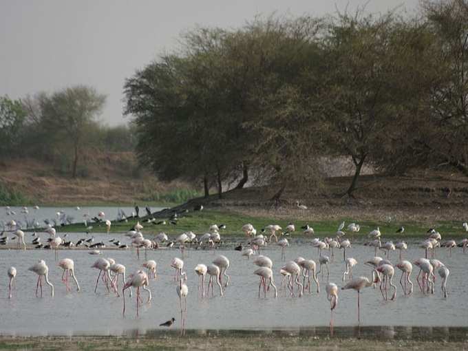 थोल झील पक्षी अभयारण्य, अहमदाबाद - Thol Lake Bird Sanctuary, Ahmedabad in Hindi