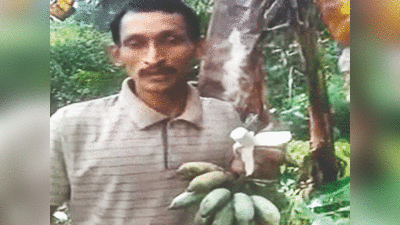 Blue java bananas grow in india: कर्नाटक का यह किसान उगा रहा आइसक्रीम बनाना