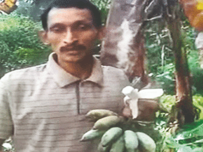 Blue java bananas grow in india: कर्नाटक का यह किसान उगा रहा आइसक्रीम बनाना