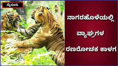 ಮೈಸೂರಿನ ನಾಗರಹೊಳೆ ಅಭಯಾರಣ್ಯದಲ್ಲಿ ಹುಲಿಗಳ ರೋಚಕ ಕಾಳಗ