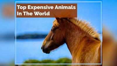 Most Expensive Animals: ये हैं दुनिया के टॉप 10 सबसे मंहगें जानवर, कीमतें जान आप भी चौंक जाएंगे