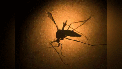 Zika virus in Maharashtra: महाराष्ट्र के पुणे में 79 गांव में जीका वायरस का खतरा, प्रशासन ने अति संवेदनशील बताते हुए जारी किया अलर्ट