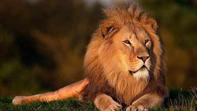 World Lion Day 2021 : ಇಂದು ವನರಾಜನಿಗೆ ಮೀಸಲಾದ ದಿನ : ಸಿಂಹಗಳ ರಕ್ಷಣೆ ನಮ್ಮೆಲ್ಲರ ಜವಾಬ್ದಾರಿ