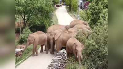 China: करोड़ों की तबाही और 500 किलोमीटर की यात्रा के बाद आखिरकार घर लौट रहा हाथियों का झुंड