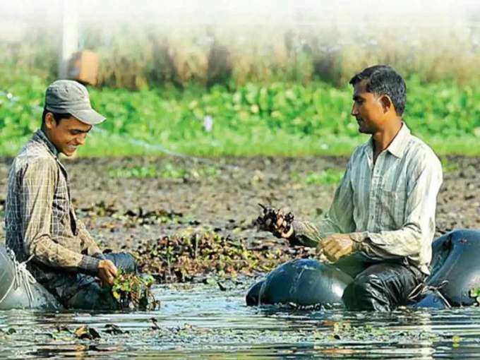 कैसी मिट्टी और कौन सी किस्म से फायदा?