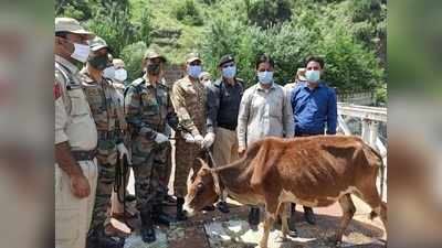 Jammu kashmir news: सीमापार से भटककर आए थे बैल और गाय... भारतीय सेना ने लौटाए, पाकिस्‍तान ने वापस भेजा खच्‍चर