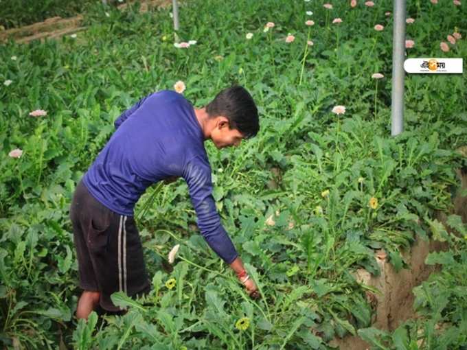 ডেন্ড্রোবিয়াম প্রজাতির অর্কিড ছাড়াও চাষ হয় রং বেরঙের জারবেরা ফুল