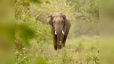 आज विश्व हाथी दिवस : हाथियों के संरक्षण से पूरा इको सिस्टम होगा सुरक्षित
