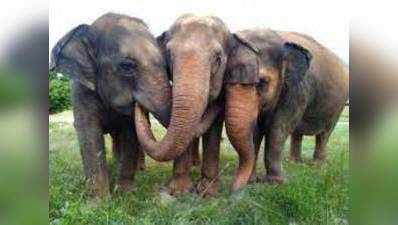 World Elephant Day 2021: ದೇಶದಲ್ಲಿಯೇ ಅತಿ ಹೆಚ್ಚು ಆನೆಗಳನ್ನು ಹೊಂದಿರುವ ರಾಜ್ಯ ನಮ್ಮದು ಎಂದ ಸಿಎಂ