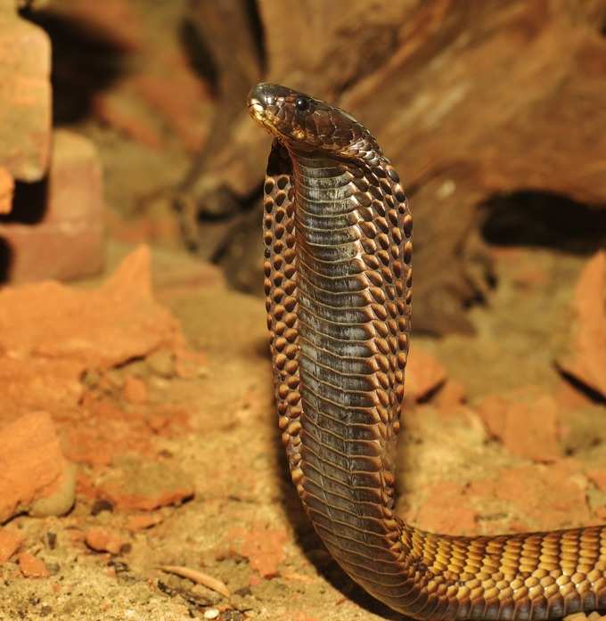 ​ಕಾಳ ಸರ್ಪ ದೋಷಕ್ಕೆ ಪರಿಹಾರ