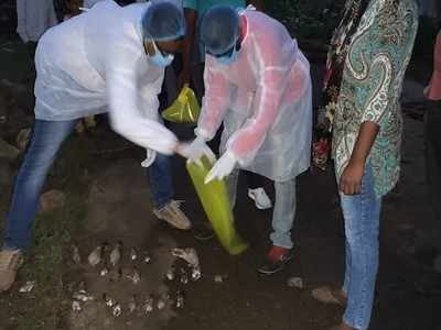 Bird Flu News: शिवपुरी में अचानक दर्जनों पक्षियों की मौत, बर्ड फ्लू की आशंका से हड़कंप